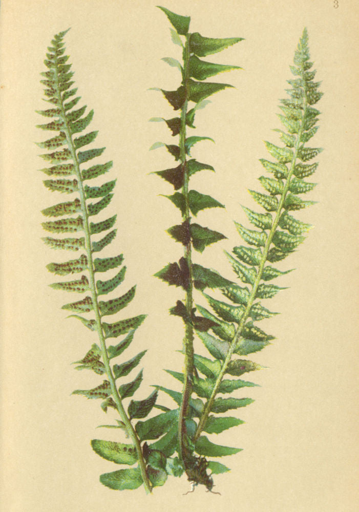 ALPENFLORA ALPINE FLOWERS. Aspidium Lonchitis (L) Sw-Sichelfarn 1897 old print